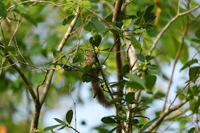 Immagine di esempio di uno scoiattolo che si arrampica su un albero.