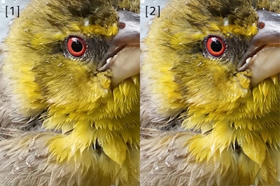 Immagini di esempio di un volatile, che confrontano l'immagine RAW originale con l'immagine ad alta risoluzione estesa.