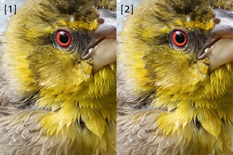 Immagini di esempio di un volatile, che confrontano l'immagine RAW originale con l'immagine ad alta risoluzione estesa.