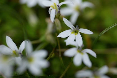 Immagine di esempio di fiori bianchi acquisita con il bracketing della messa a fuoco.