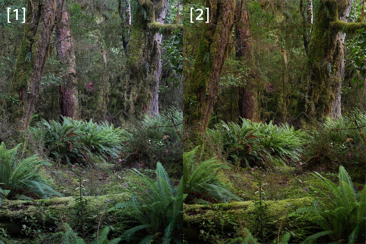 Immagini di confronto di una foresta, con uno scatto di α7R V sulla sinistra accanto a uno scatto di α7R VI sulla destra, che mostra una resa del bilanciamento del bianco e dei colori più precisa.