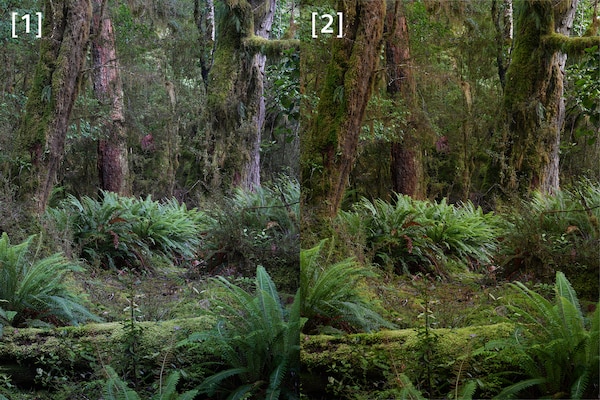 Immagini di confronto di una foresta, con uno scatto di α7R V sulla sinistra accanto a uno scatto di α7R VI sulla destra, che mostra una resa del bilanciamento del bianco e dei colori più precisa.
